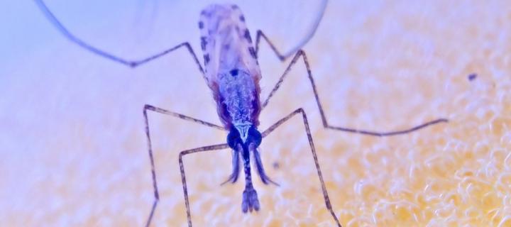 Close up of male mosquito (Photo from the Reece lab)