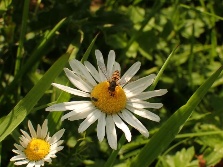 A pollinator on a daisy