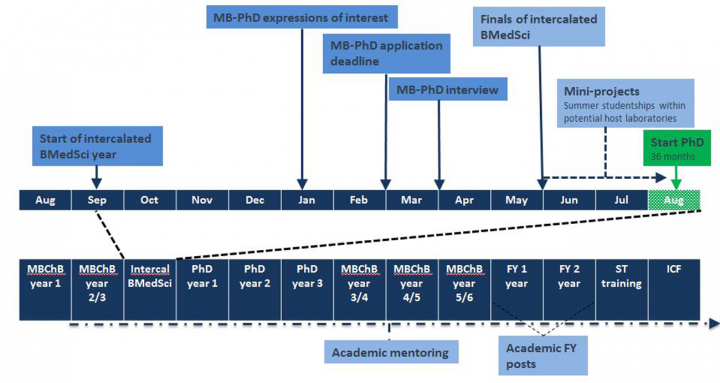TRACC Programme MB-PhD schematic