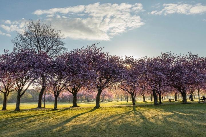 The Meadows with cherry blossoms