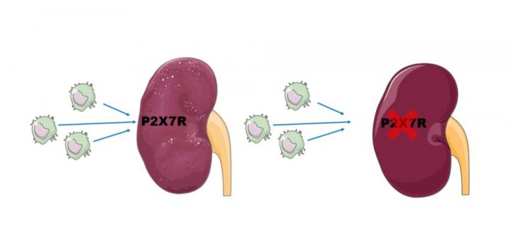 Diagram of blocking the protein P2X7R from the kidney