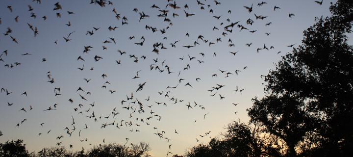 Bats flying at dusk