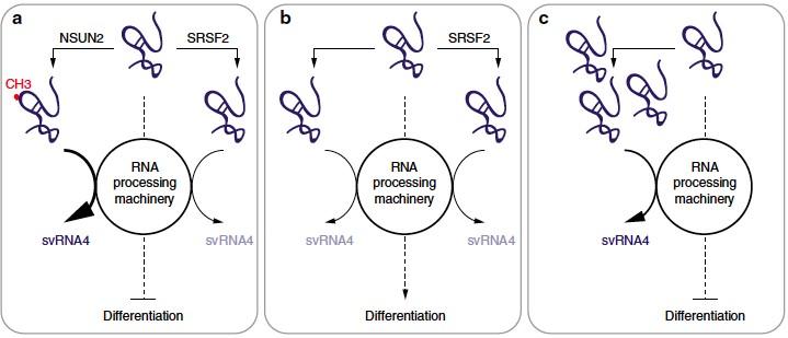 Summary of VTRNA1.1 processing into svRNA4. A) Expression of both NSUN2 and SRSF2 (e.g. in progenitor cells) result in high levels of VTRNA1.1 methylation (CH3 – m5C) and high levels of svRNA4 and repressed differentiation. B) No NSUN2 in the presence of SRSF2 suppresses formation of svRNA4 and allows differentiation. C) Lack of expression of both NSUN2 and SRSF2 release VTRNA1.1 from SRSF2 binding and increases the levels of svRNA4.