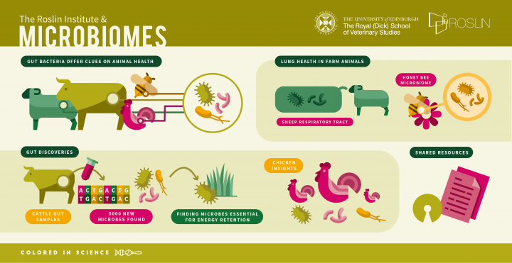 Gut bacteria offers clues on animal health | The University of Edinburgh
