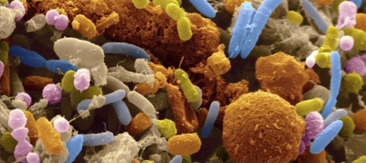 False coloured image of bacteria in gut microbiome