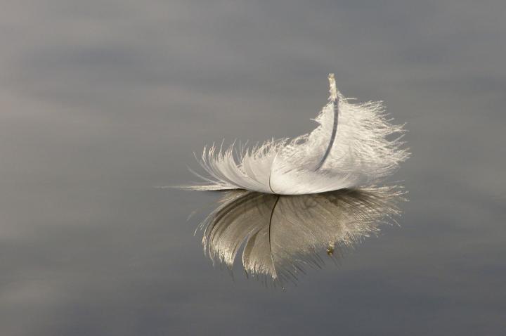 Light feather floating on calm water