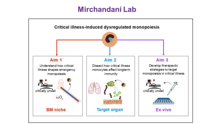 Infographic: Critical illness-induced dysregulated monopoiesis aims: BM niche, target organ, Ex-vivo.