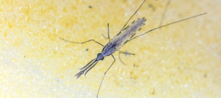 Close up of female mosquito (Photo from the Reece lab)