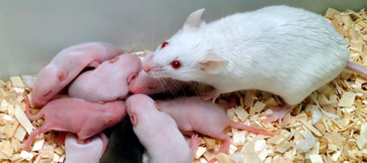 Rat mother with pups