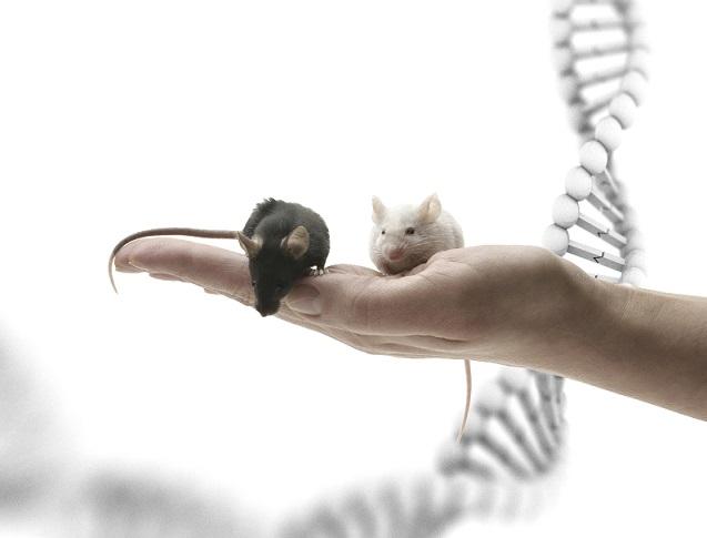mouse and DNA