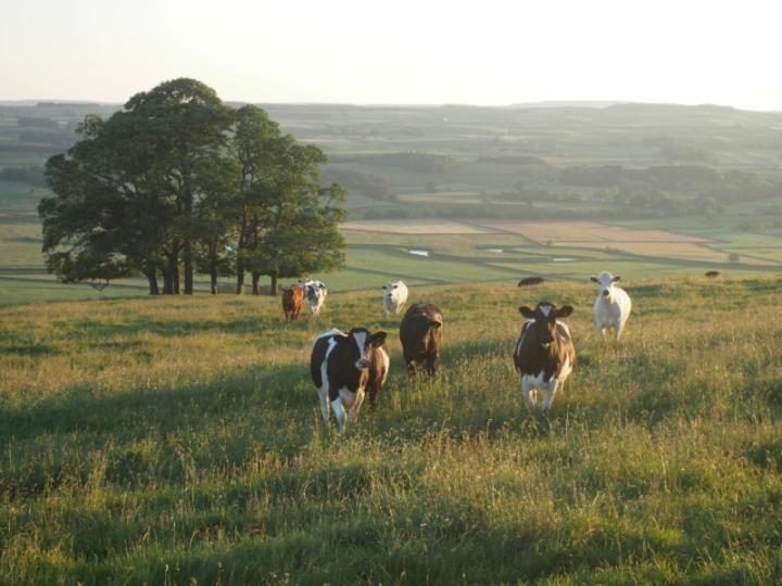 A herd of cows in a field