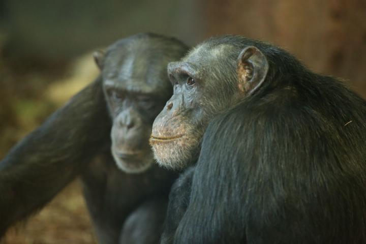 Chimpanzees at Lincoln Park Zoo