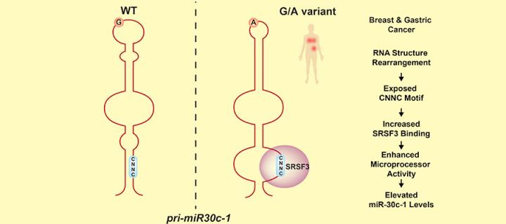 Genetic variation and RNA structure regulate microRNA biogenesis image