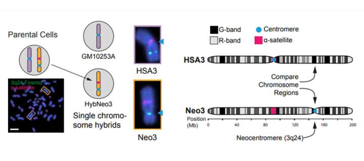 Neocentromere model system used to analyse human centromere chromatin structure