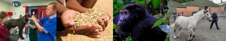 4 images in a banner, from left to right: a dog being examined by a vet, hands holding grains, close up of an ape, horse running