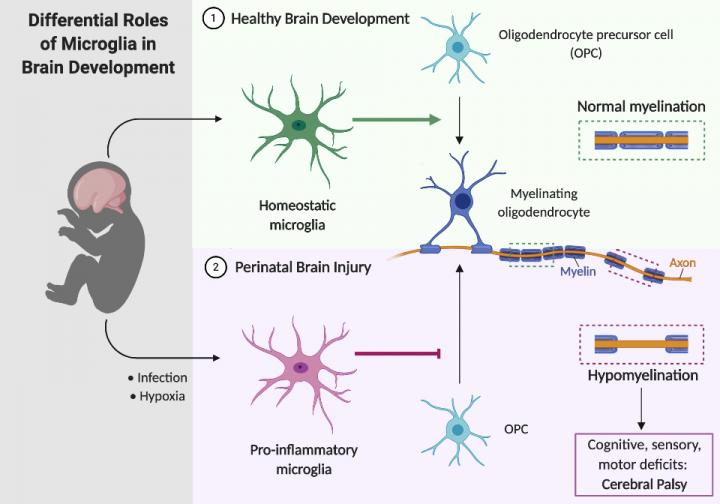 Differential Roles of Microglia in Brain Development