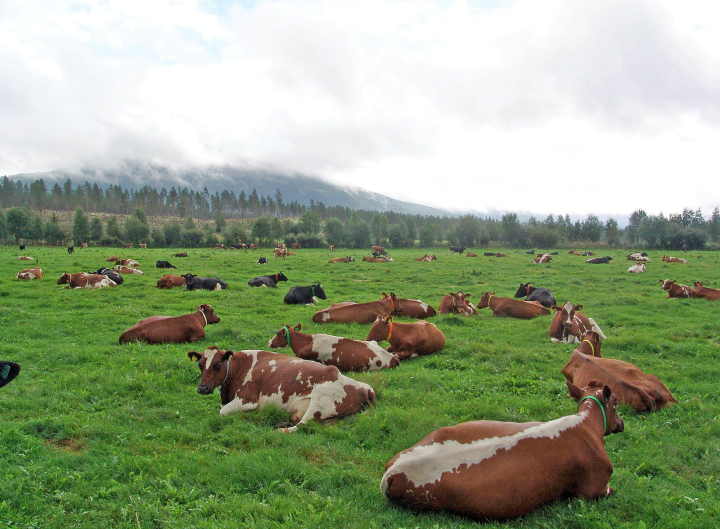 Field of Norwegian red cattle