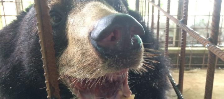 Bear after surgery to remove his swollen tongue