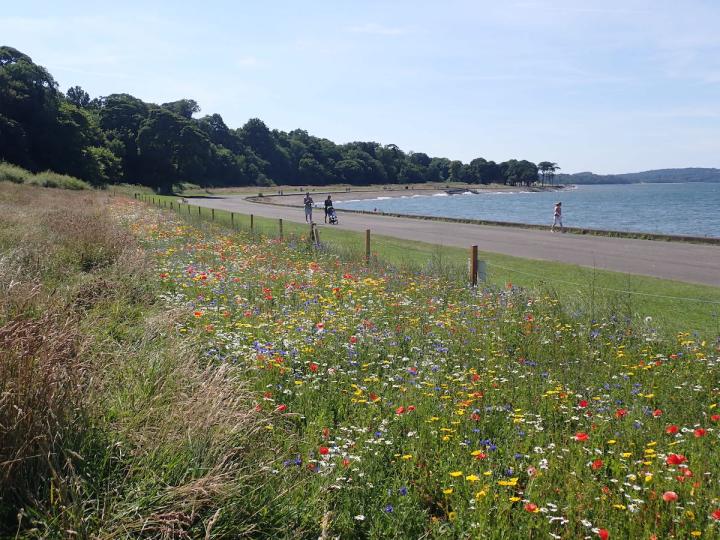 a wildflower meadow at Crammond