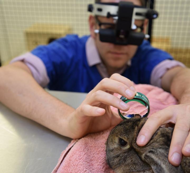 A Veterinary Ophthalmologist examine a rabbit's eyes