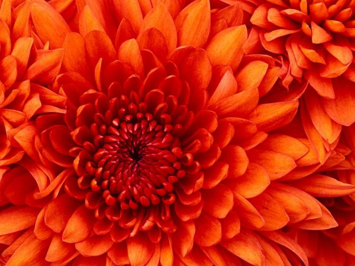Up close photograph of an orange flower. 