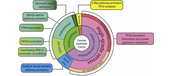 The tissue origins and major molecular pathway alterations in different types of ovarian epithelial cancer. [from Shih et al. Am