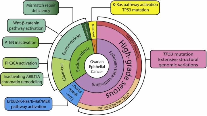 The tissue origins and major molecular pathway alterations in different types of ovarian epithelial cancer.
