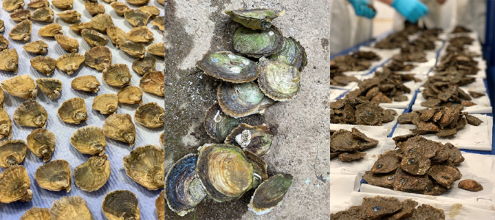 Oysters at various stages of preparation