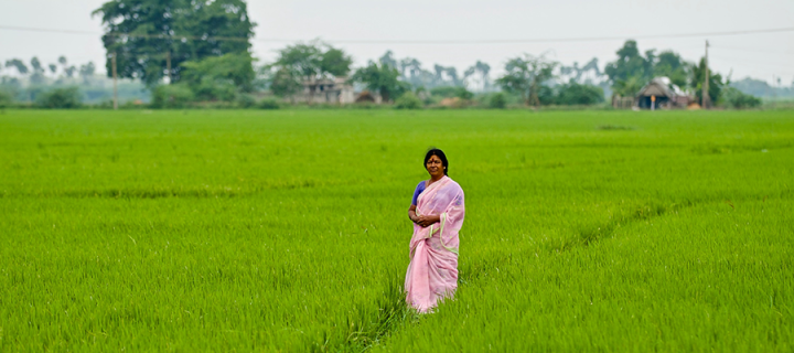 A woman stands in a field of uniform green crops