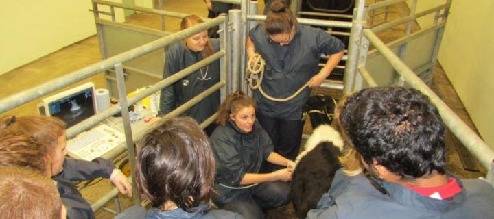 peer group learning in Farm Animal Hospital