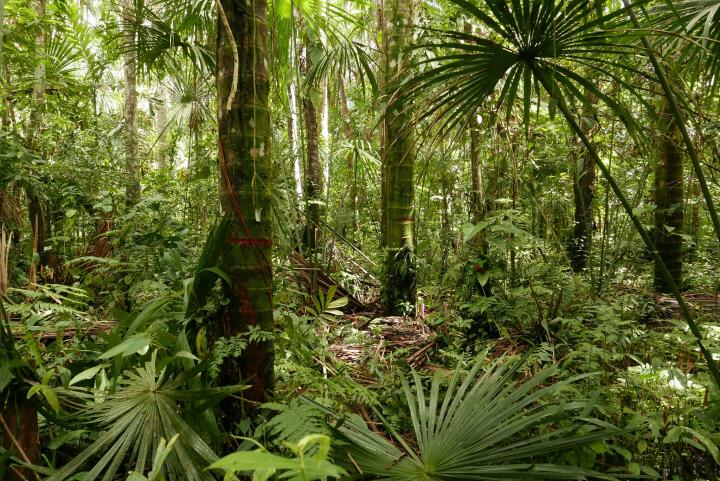 Peruvian palm swamp in the LPA