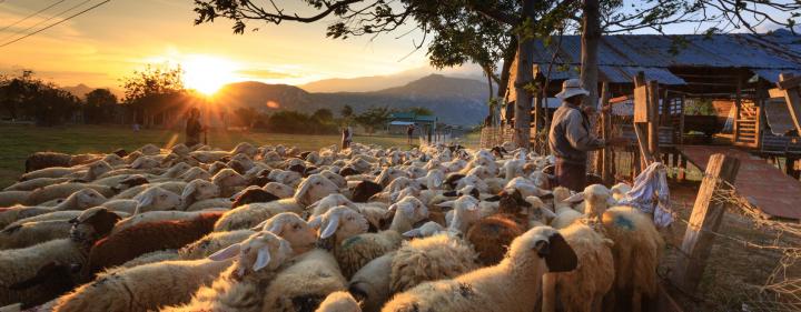 farm scene with sheep being herded at sunset
