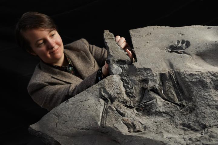 Image of PhD student Natalia Jagielska unveiling the 170-million-year-old fossil