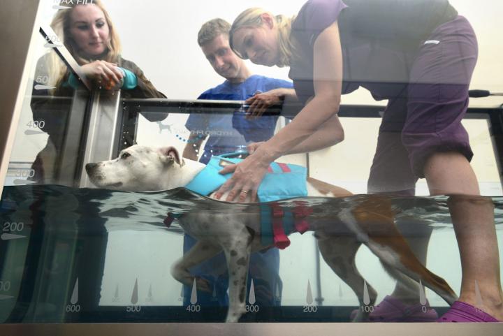 A dog receiving hydro therapy