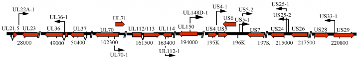 A map of the HCMV genome showing the genes and microRNA locations