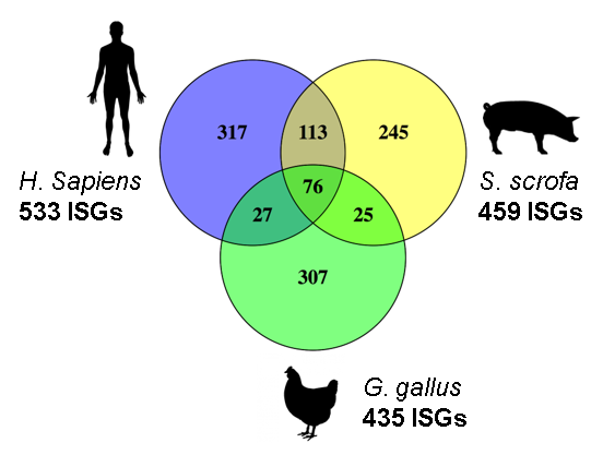 ISGs shared between species