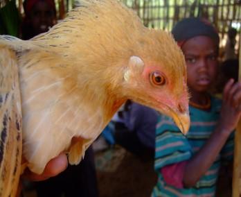 One of the chickens that has been analysed in Ethiopia.