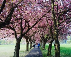 Photograph of people walking along a path. On either side of the path there are cherry blossoms blooming in the Meadows.