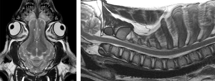 Left: Dorsal MRI image of the brain of a pig. Right: Saggital MRI image of the cervical spine of a pig