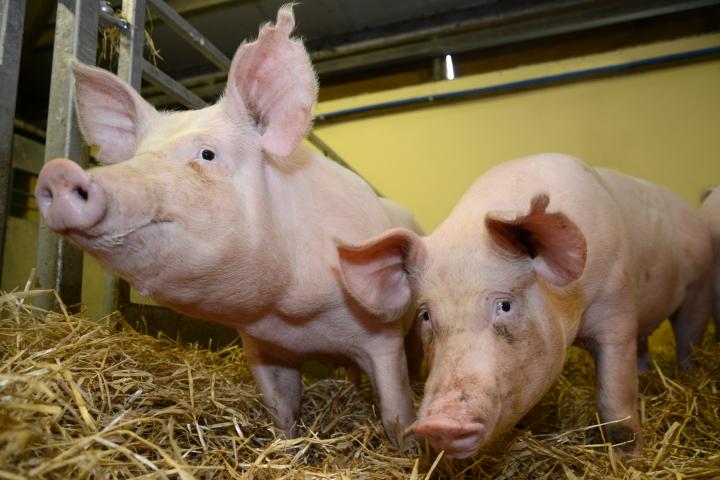 Gene edited pigs in a pen sitting on straw