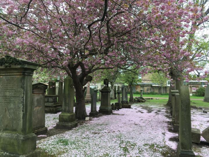 Photograph of cherry blossom in Grange Cemetery in Edinburgh. 