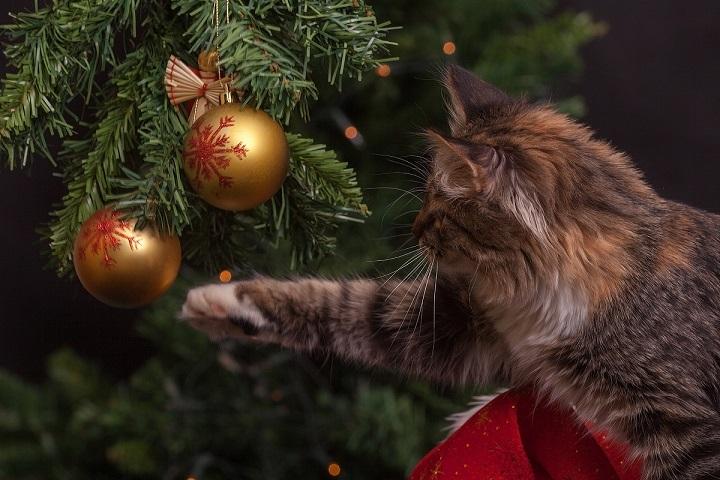 cat with xmas tree