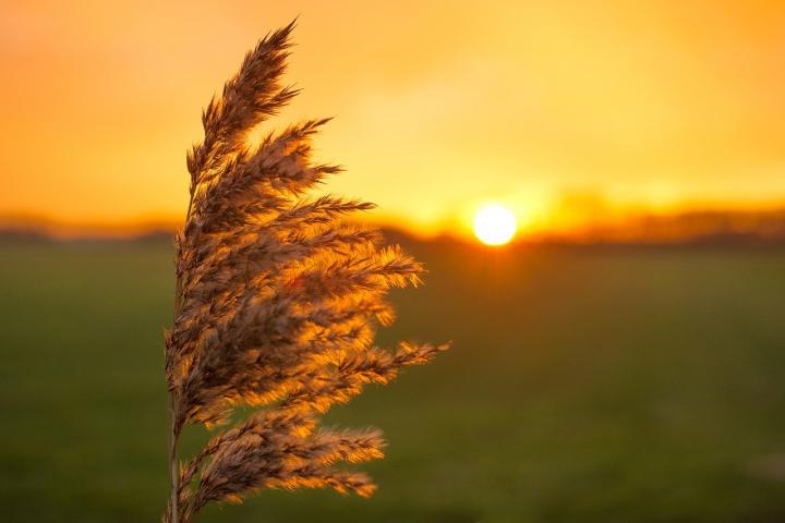 Photograph of tall grass blowing in the wind. In the background is a green field and beyond that the sun is setting. The sky is yellow, orange and red. 