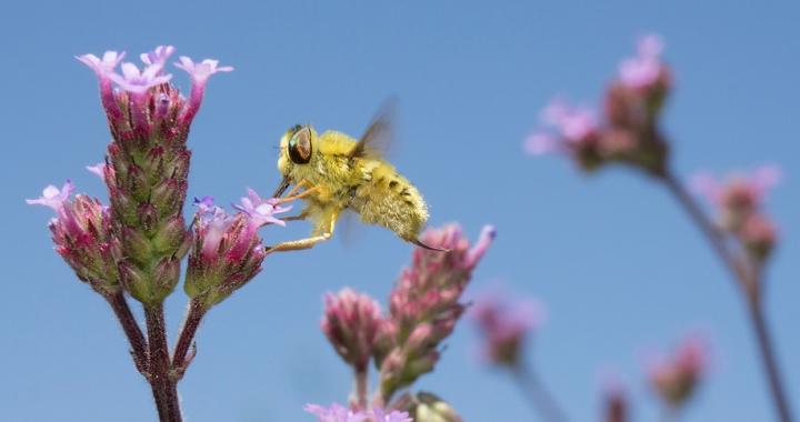 Pollinator on flowers