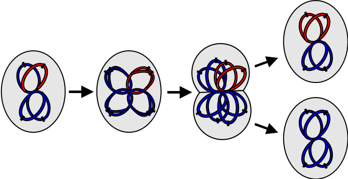Diagram of multi-fork replication in a bacterial cell