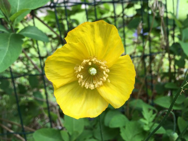 Photograph of a yellow poppy surrounded by green foliage 