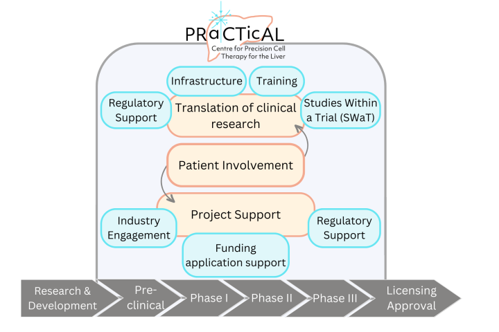 Schmatic showing the areas of focus of the Centre for Precision Cell Therapy for the Liver. These include Translation of clinical research and supporting projects with patient involvement at the centre of the image.