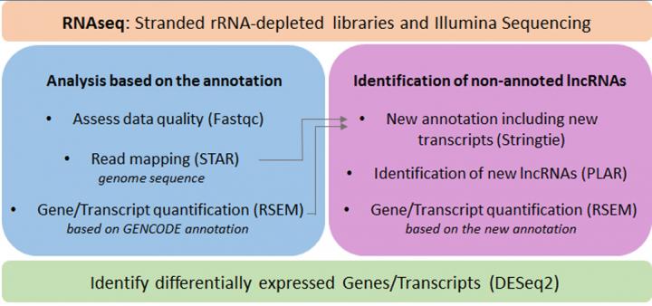 RNA schematic - Stranded rRNA-depleted libraries and Illumina Sequencing