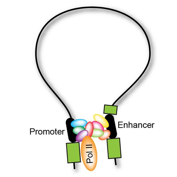 promoter enhancer