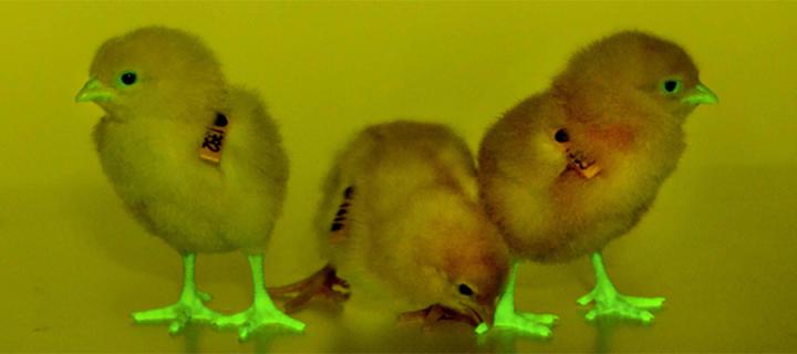 GFP chicks